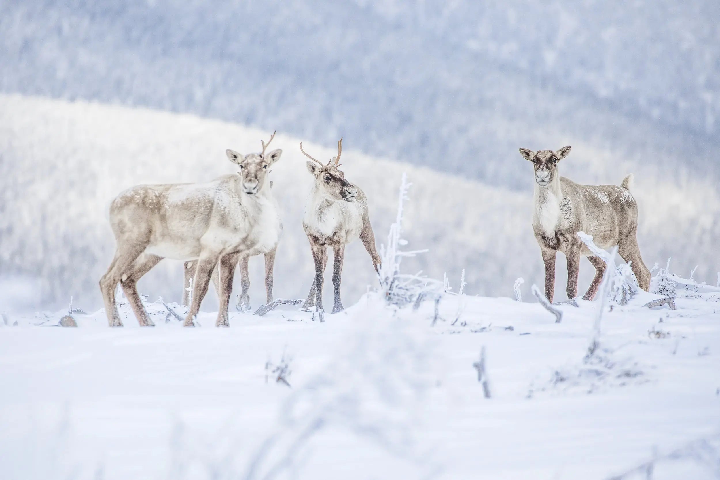 Caribou montagnard de la Gaspésie : à la rencontre d’un fantôme des sommets