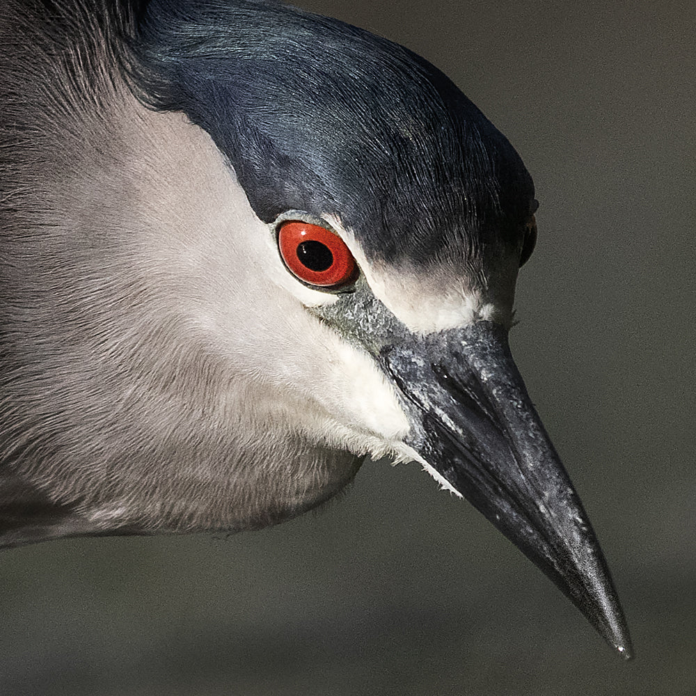 Bihoreau gris