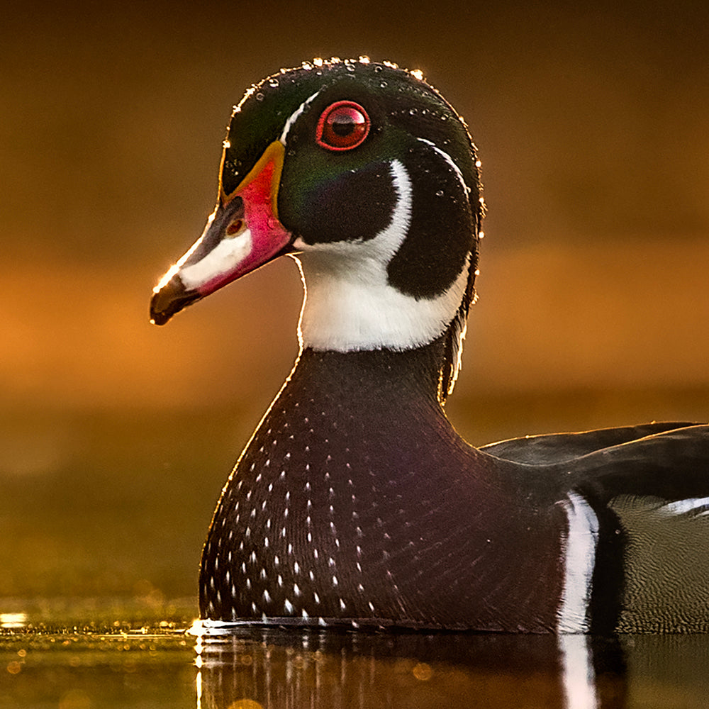 Canards du Québec variés