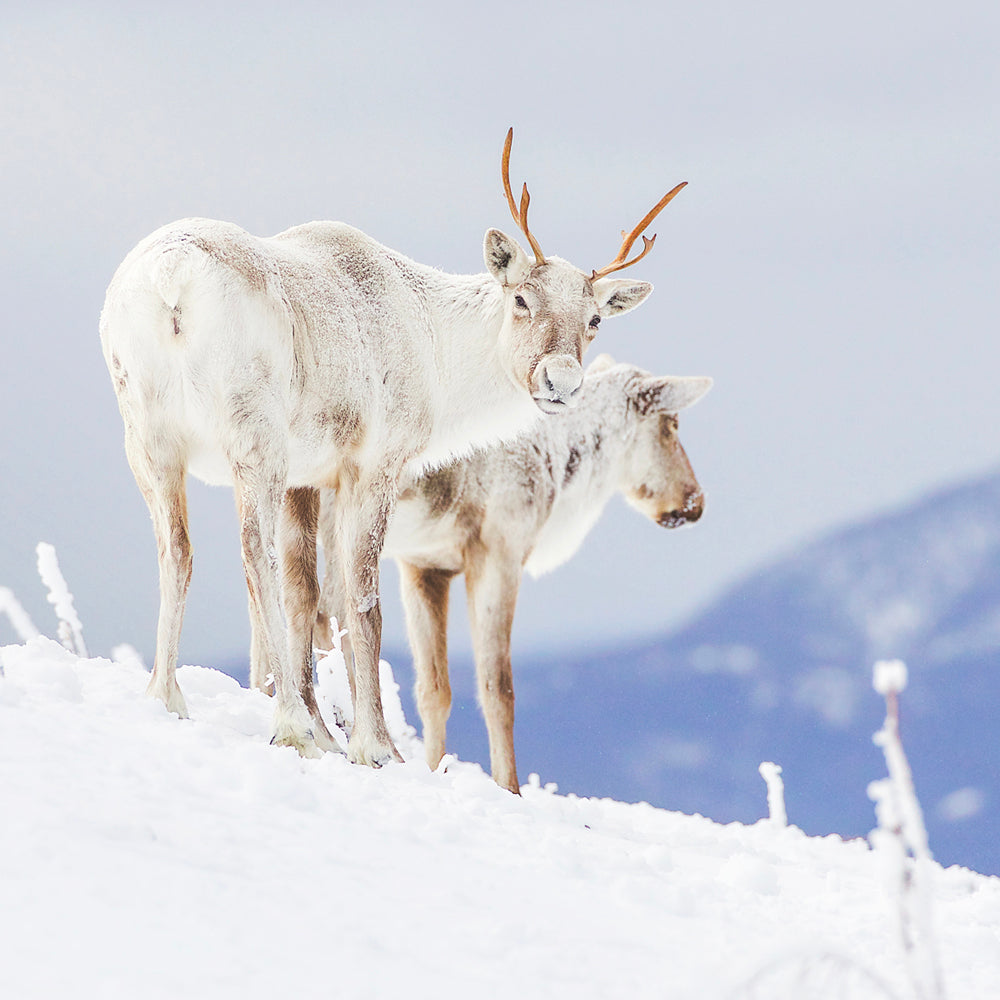 Caribou montagnard