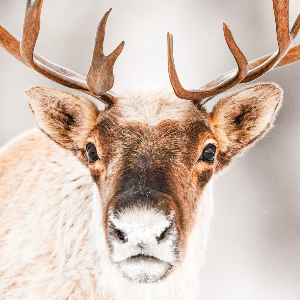 Caribou migrateur - Hiver