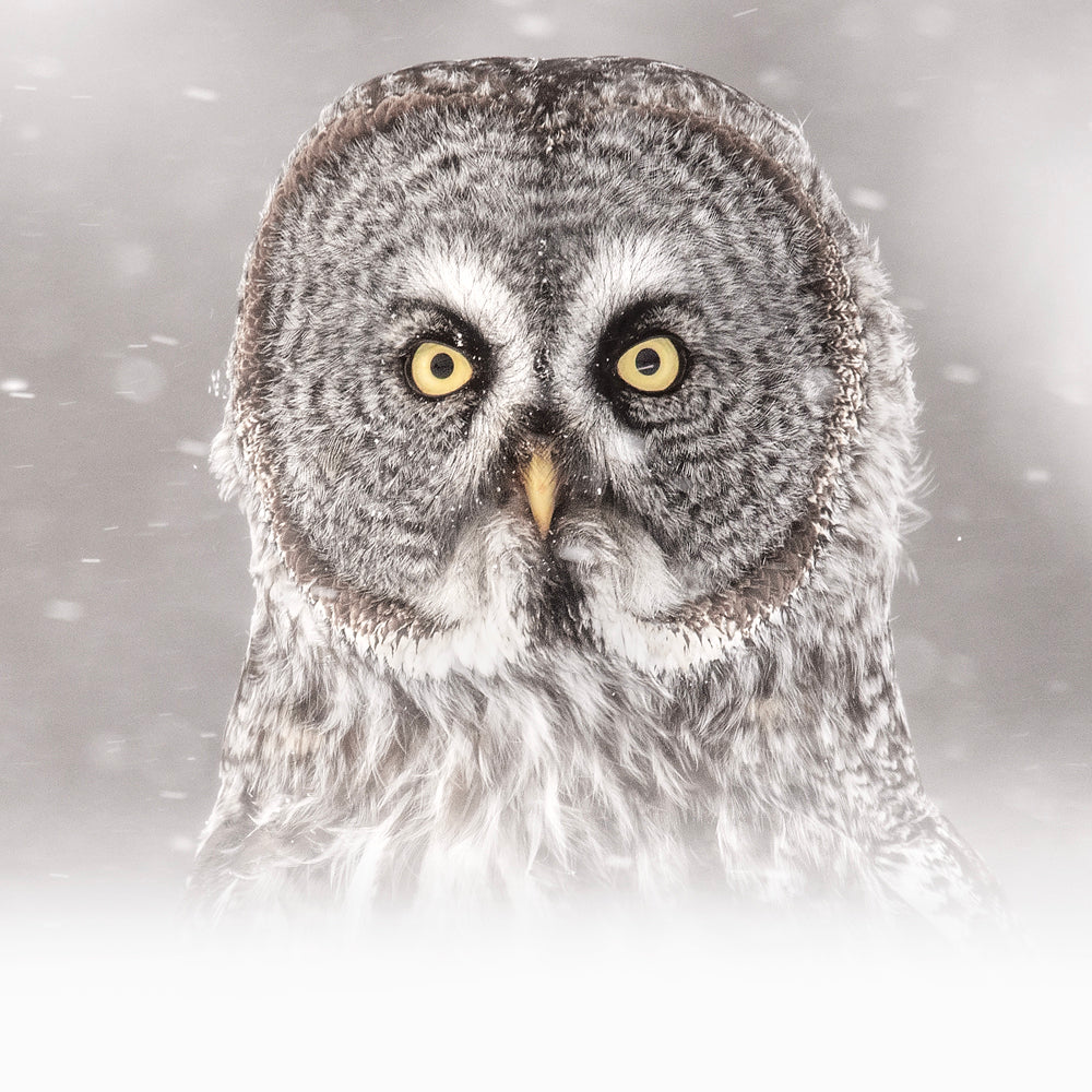 Chouette lapone - Hiver