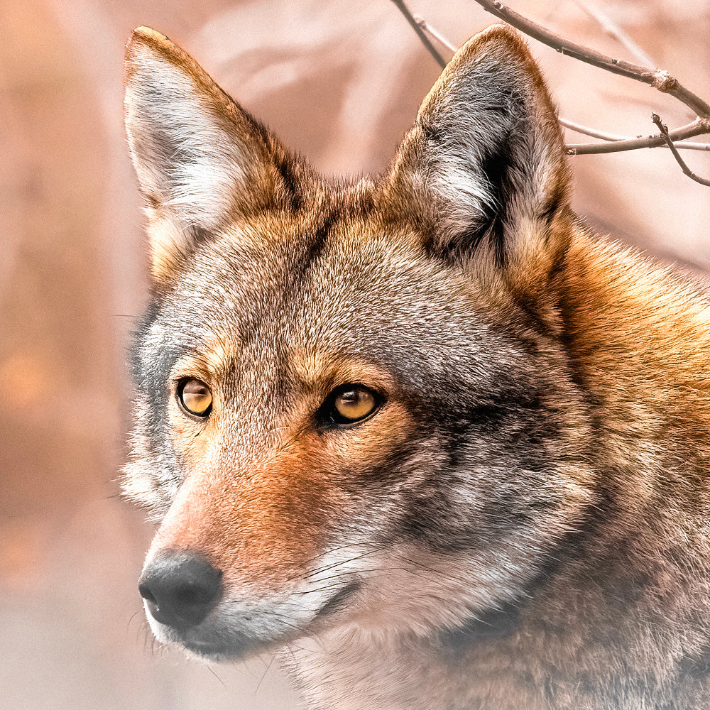 Coyote - Hiver