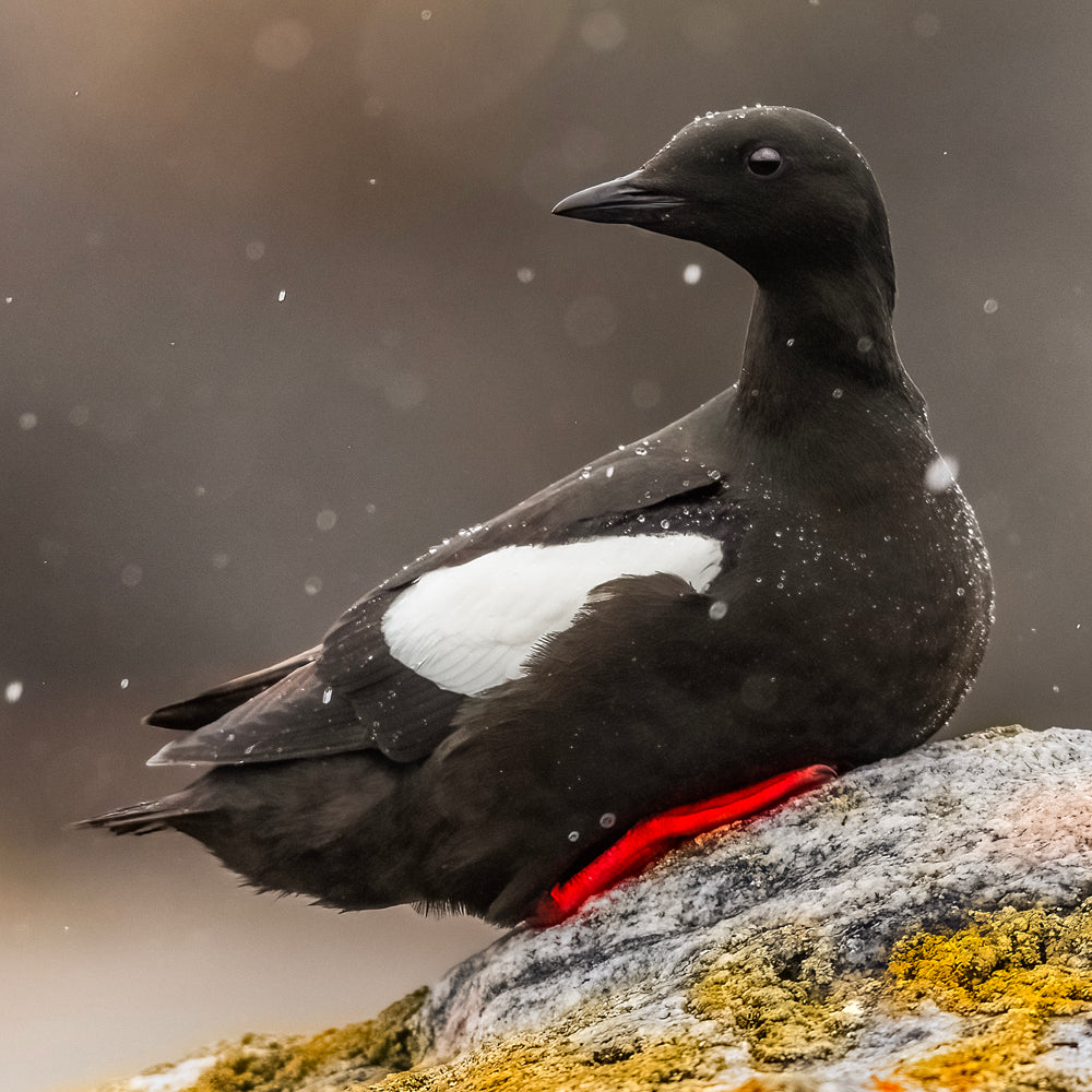 Guillemot à miroir