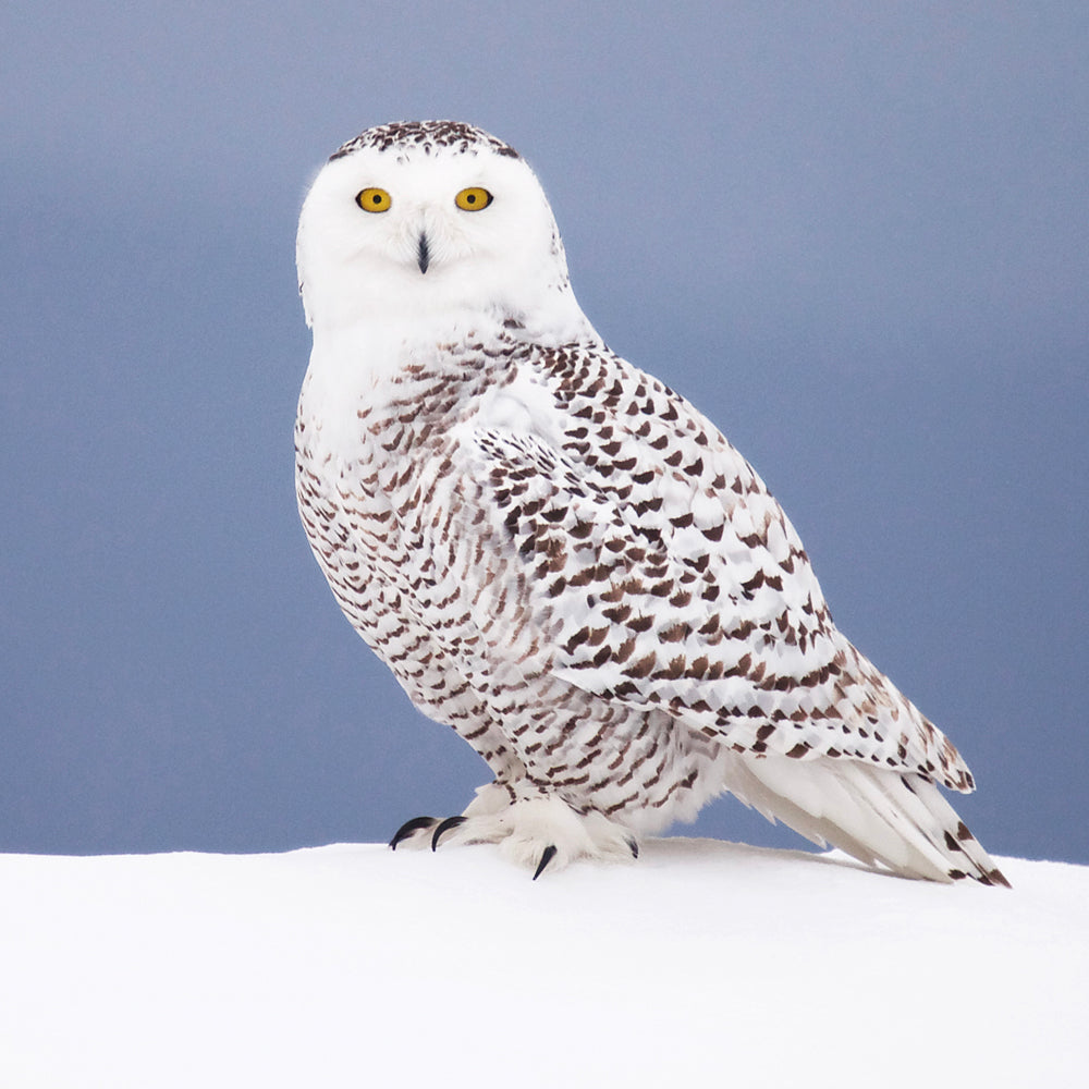 Harfang des neiges