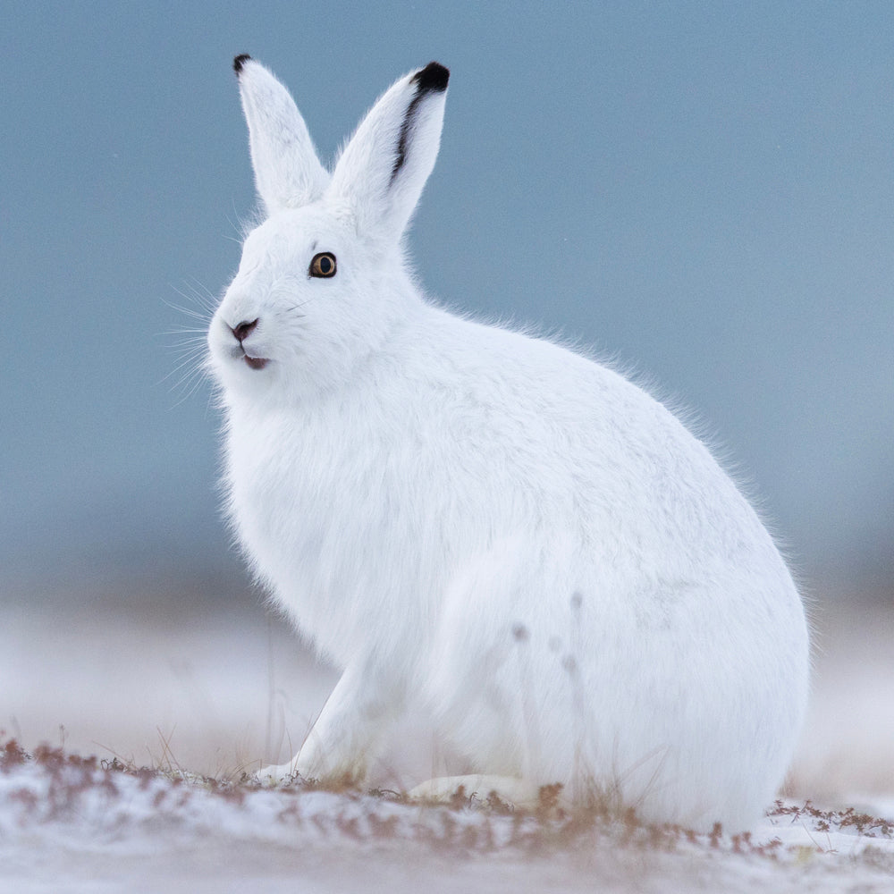 Lièvre arctique