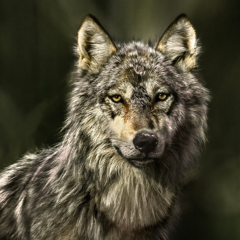 Loup gris - Été