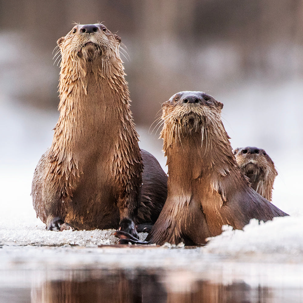 Loutre de rivière - Hiver