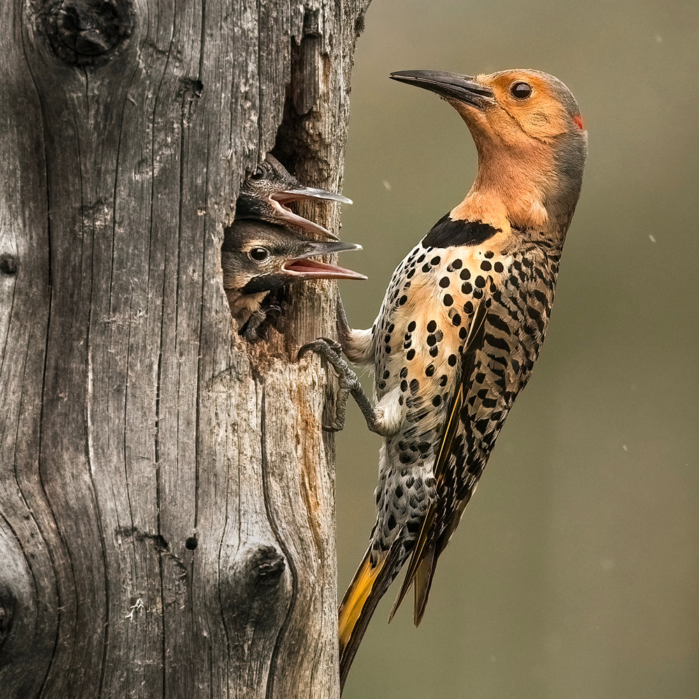 Oiseaux du Québec variés - Été
