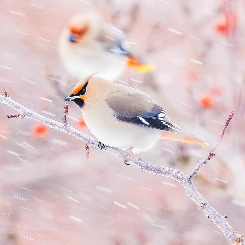 Oiseaux variés du Québec - Hiver