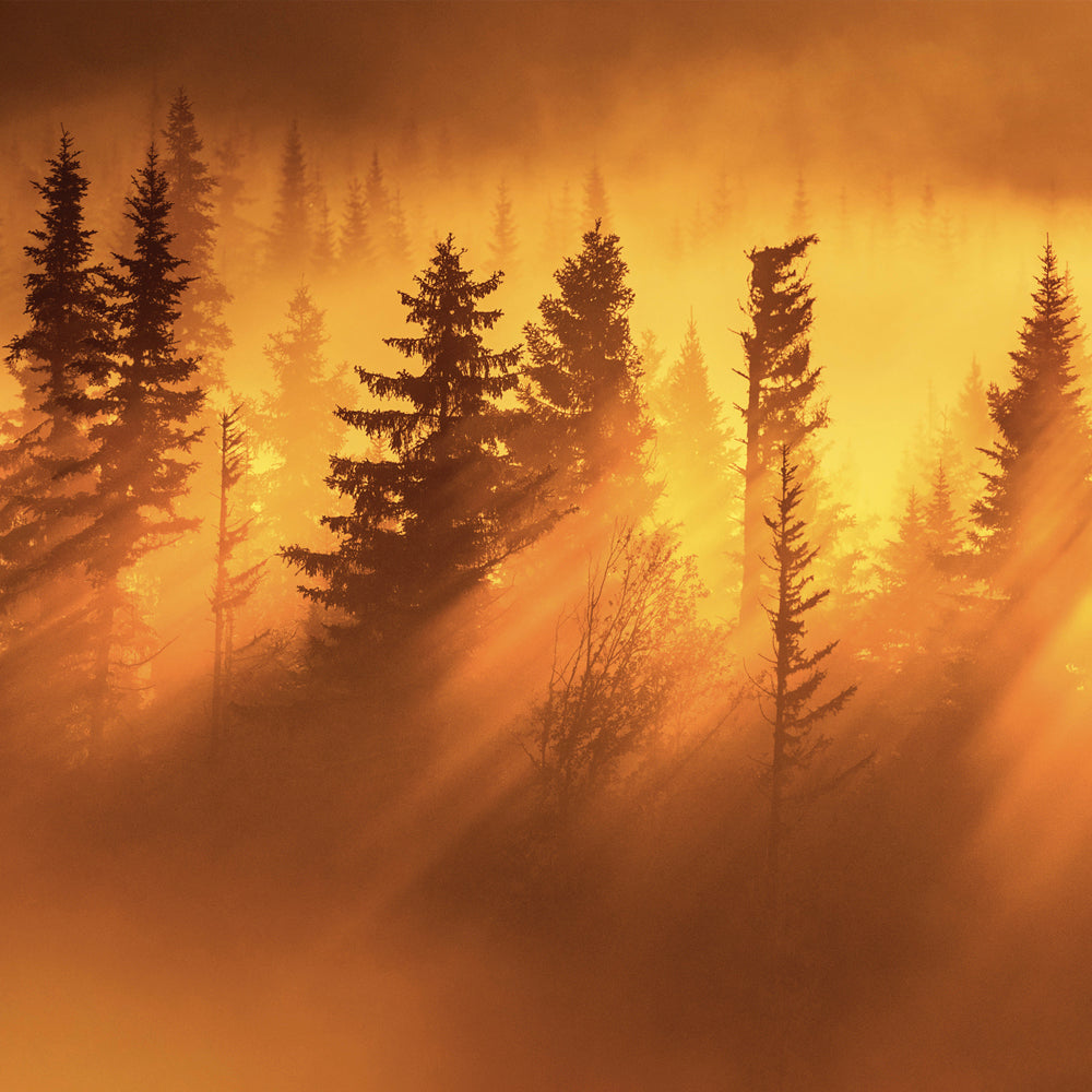Paysage du Québec - Été