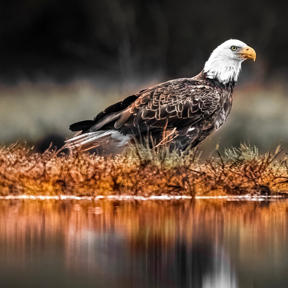 Pygargue à tête blanche et aigle royal