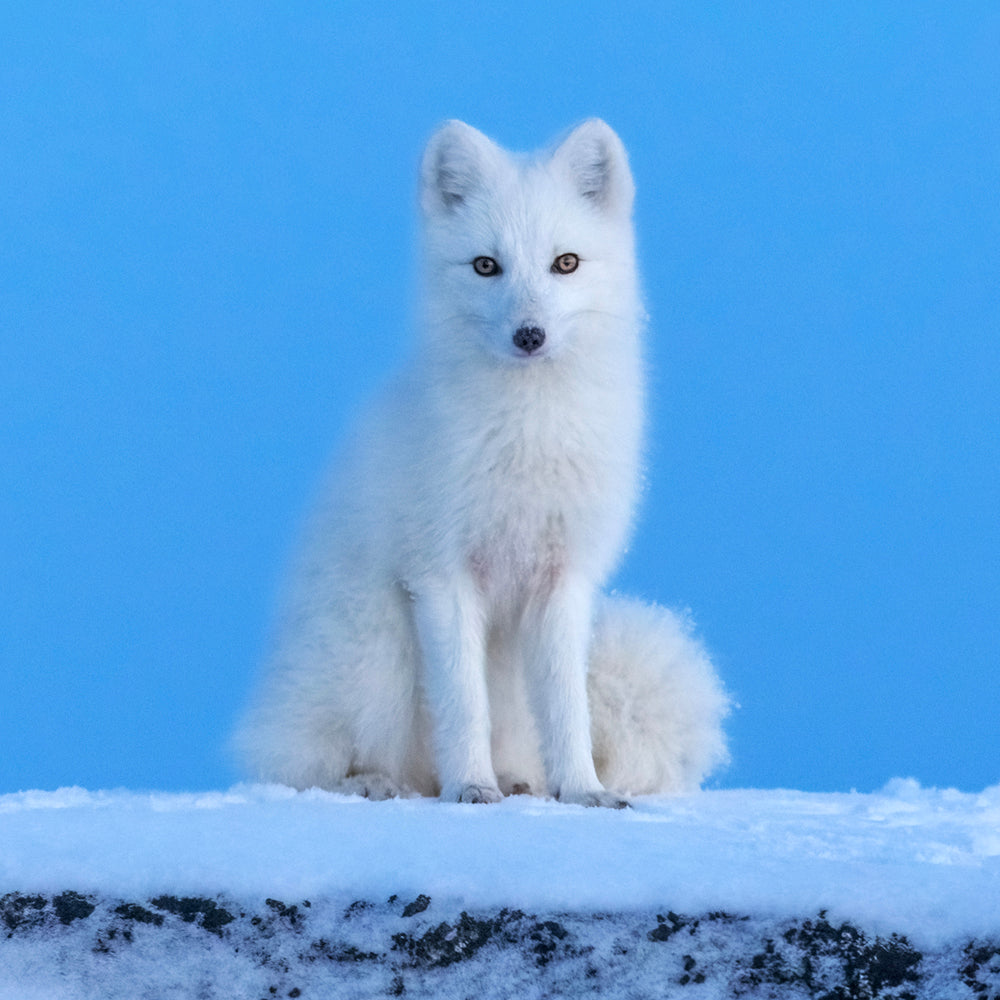 Renard arctique