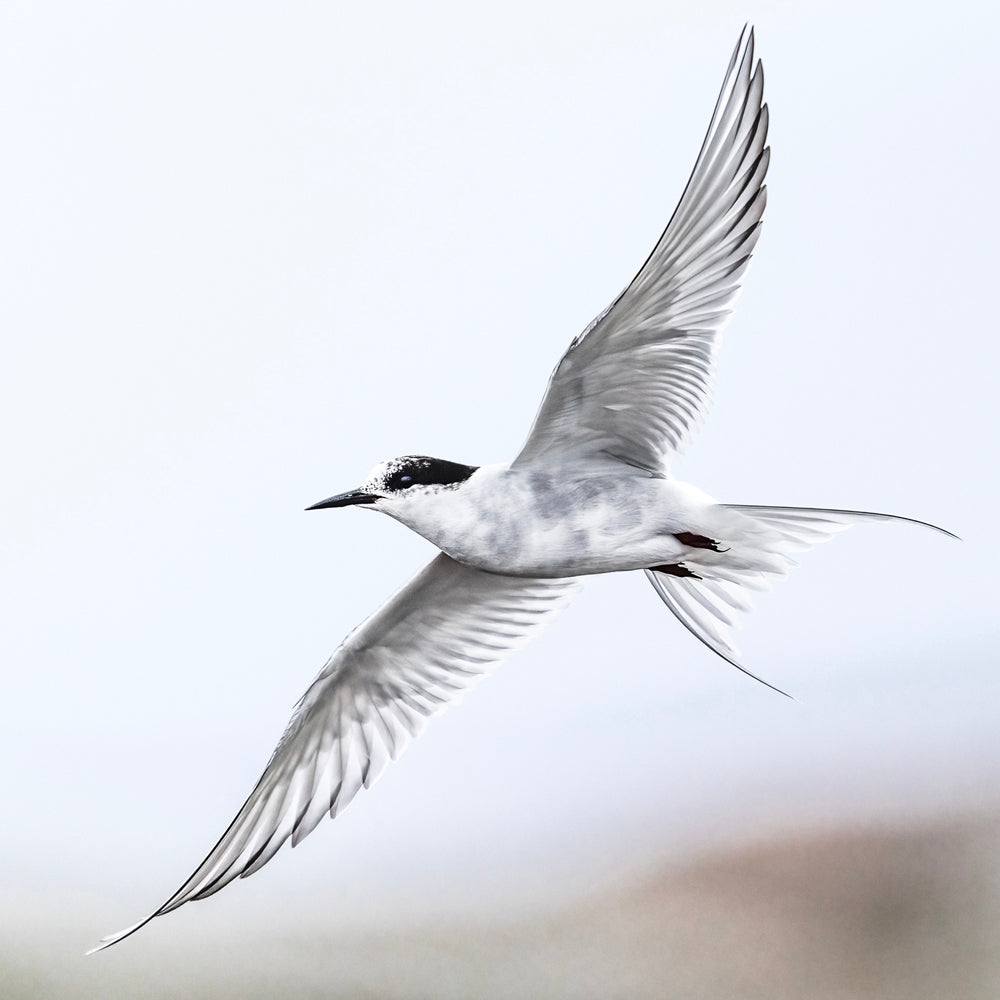 Sterne arctique