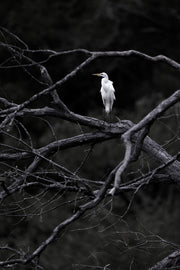 Aigrette 002