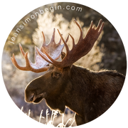 Autocollant - Orignal I