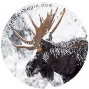 Autocollant - Orignal II