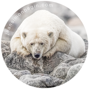 Autocollant - Ours blanc