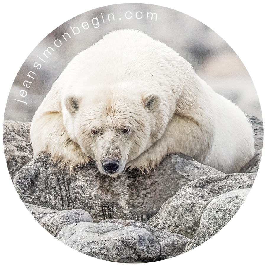 Autocollant - Ours blanc