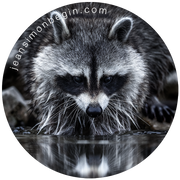 Autocollant - Raton laveur