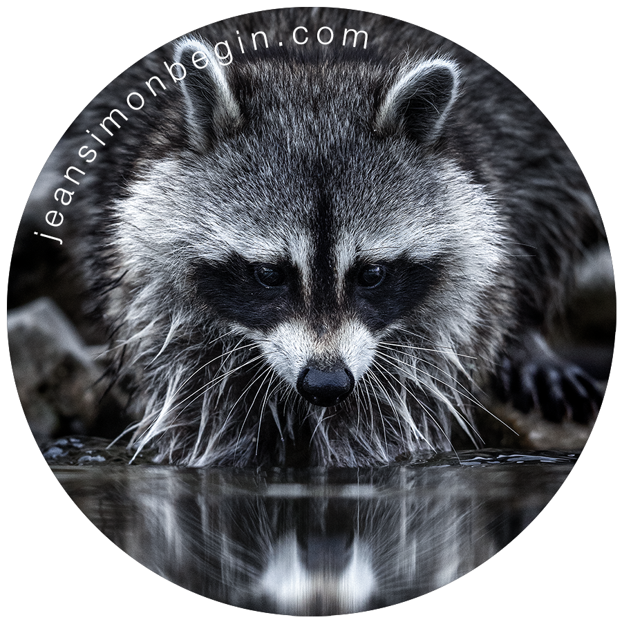 Autocollant - Raton laveur