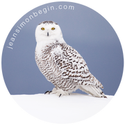 Autocollant - Harfang des neiges