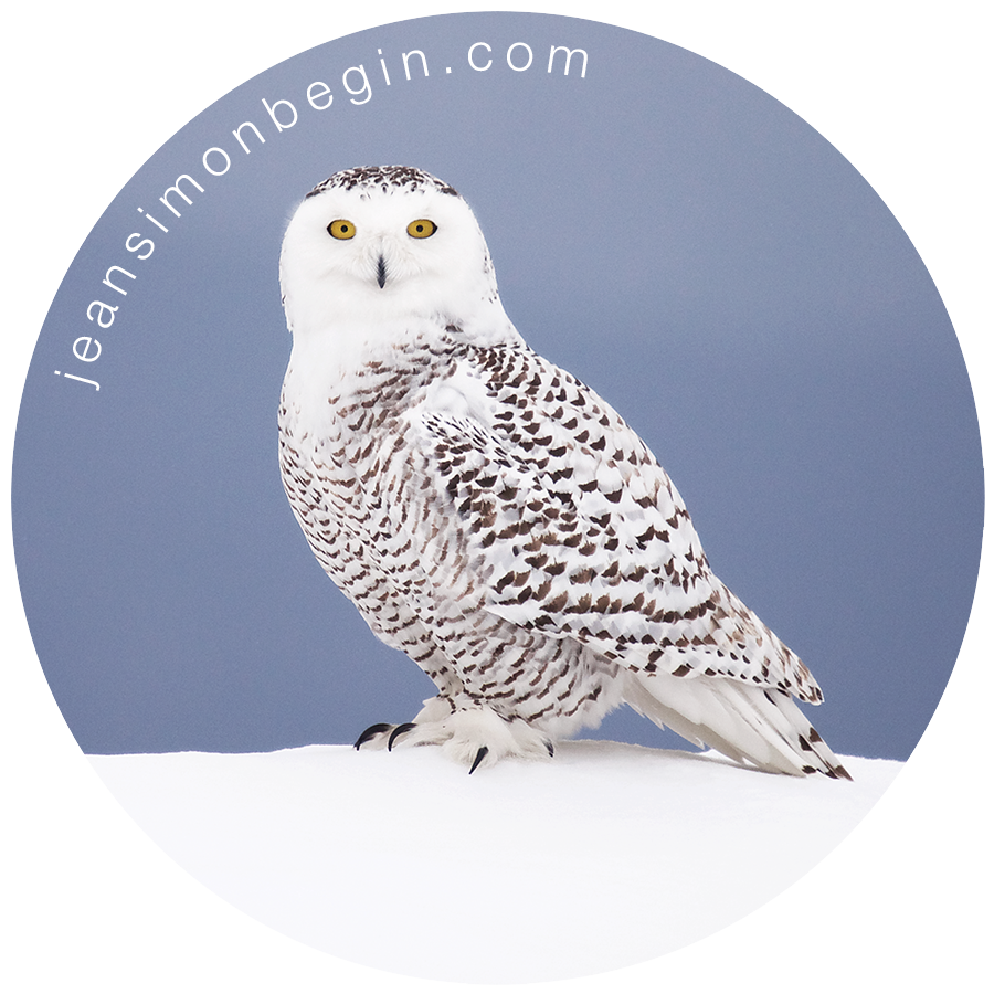 Autocollant - Harfang des neiges