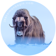 Autocollant - Boeuf musqué I