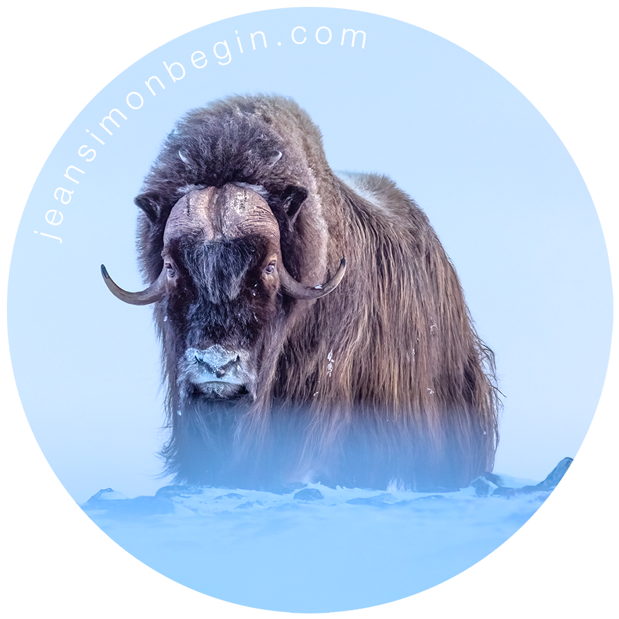 Autocollant - Boeuf musqué I