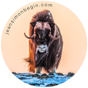 Autocollant - Boeuf musqué II