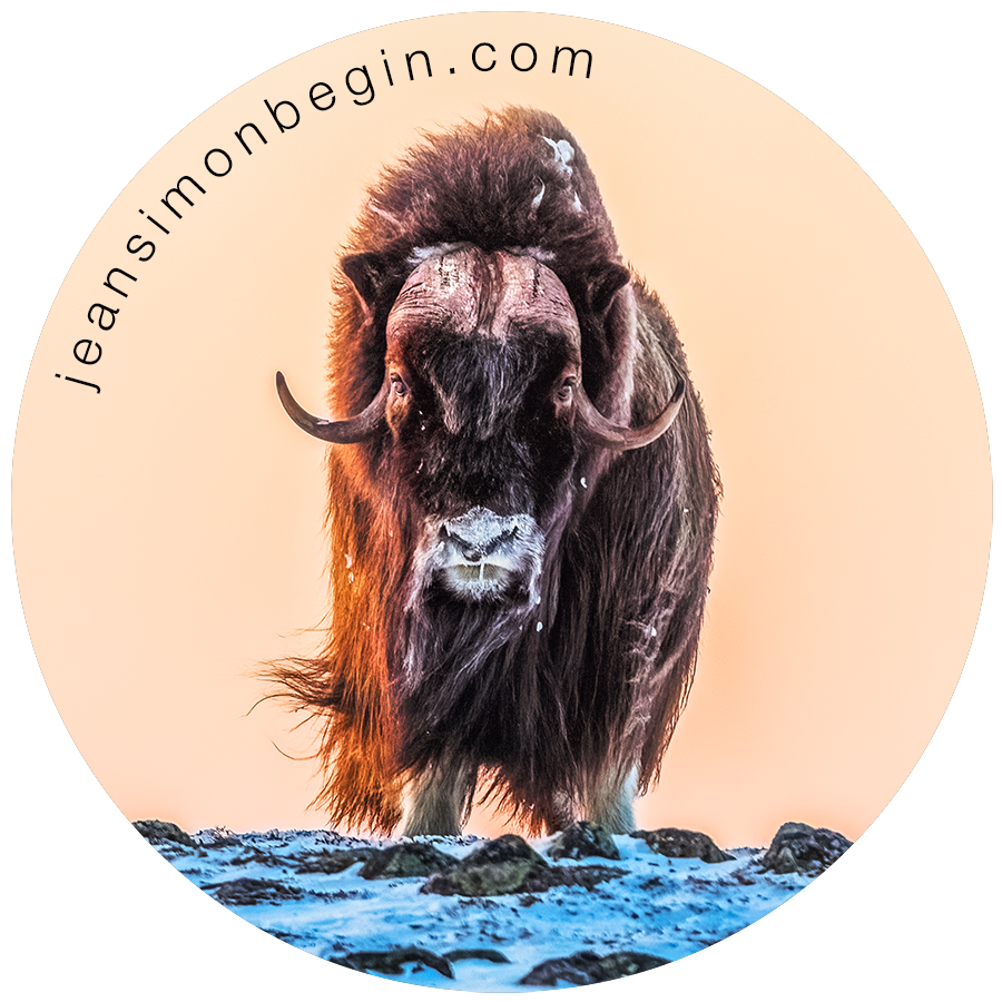 Autocollant - Boeuf musqué II