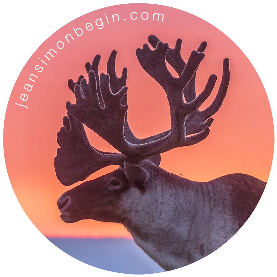 Autocollant - Caribou de Terre-Neuve