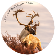 Autocollant - Caribou migrateur