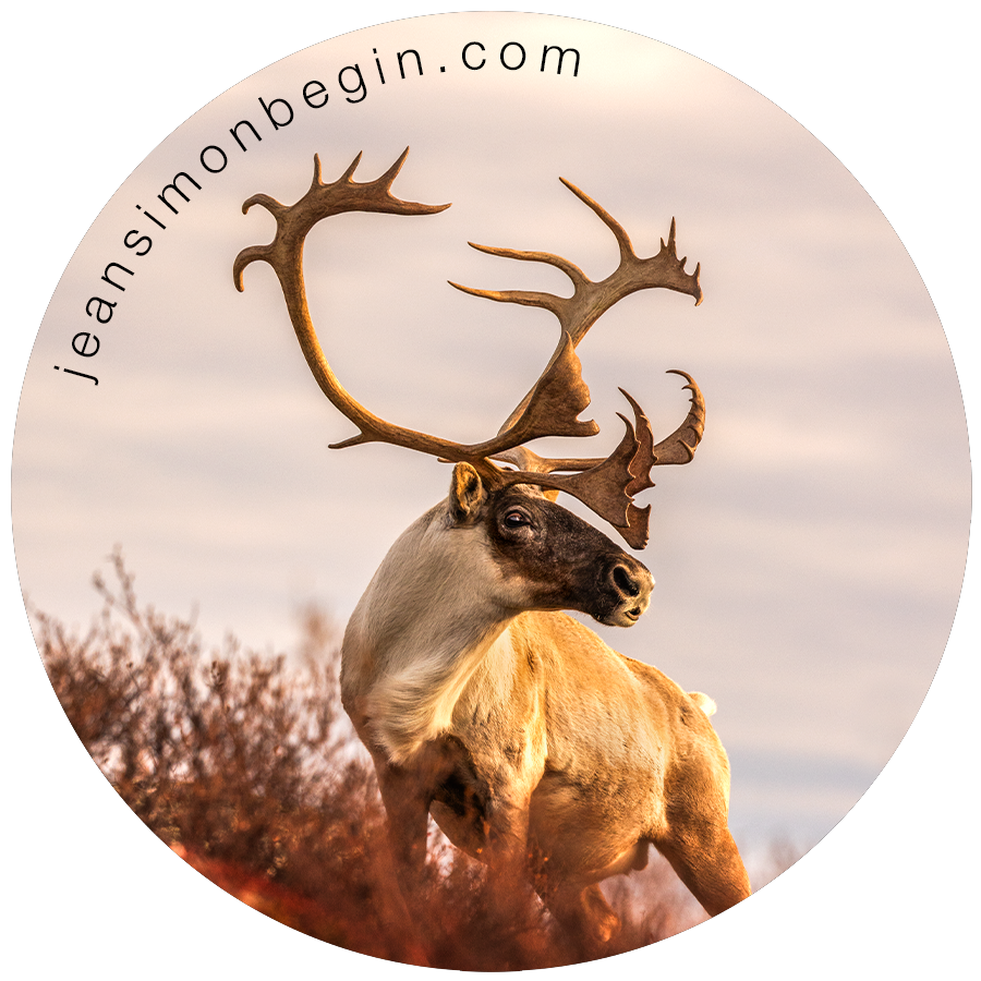 Autocollant - Caribou migrateur