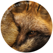 Autocollant - Renard roux