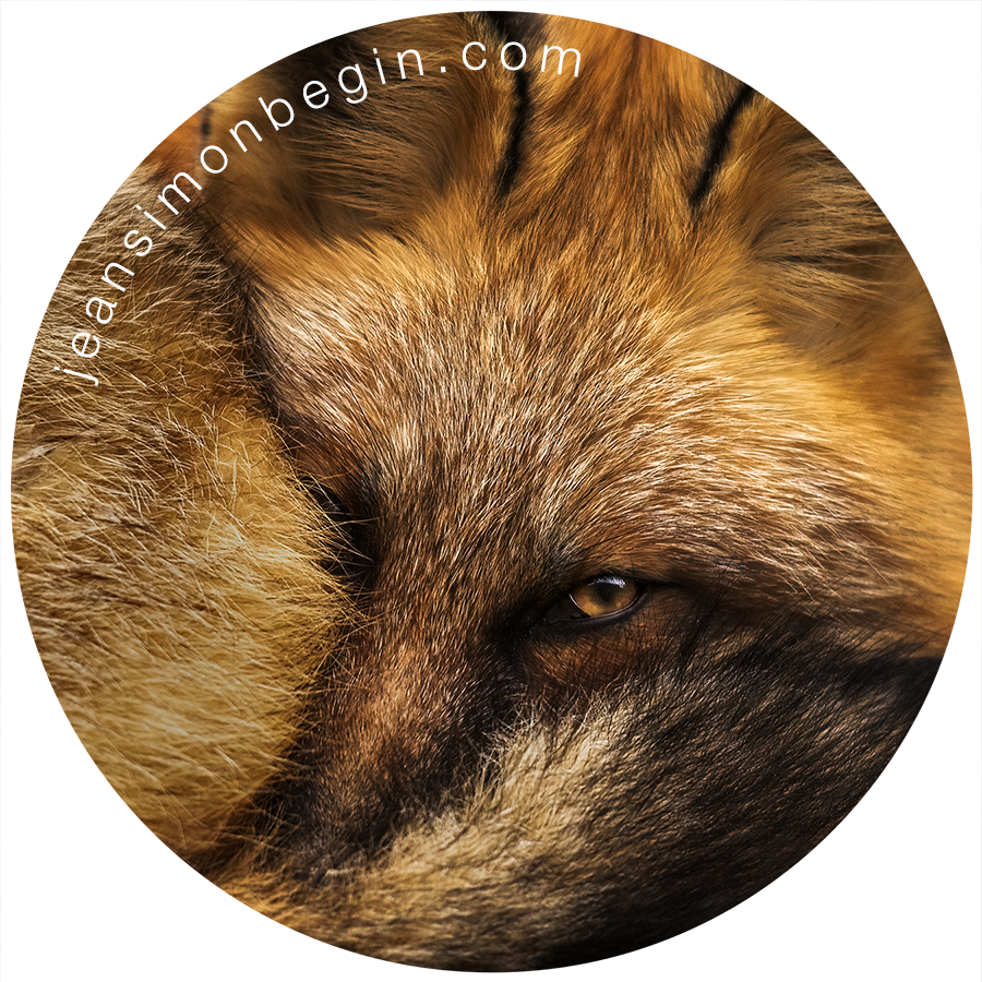 Autocollant - Renard roux