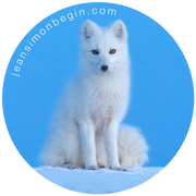 Autocollant - Renard arctique