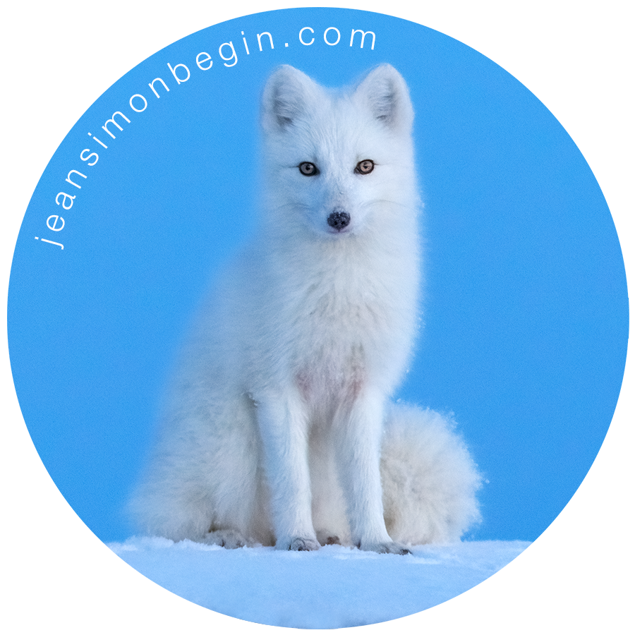 Autocollant - Renard arctique