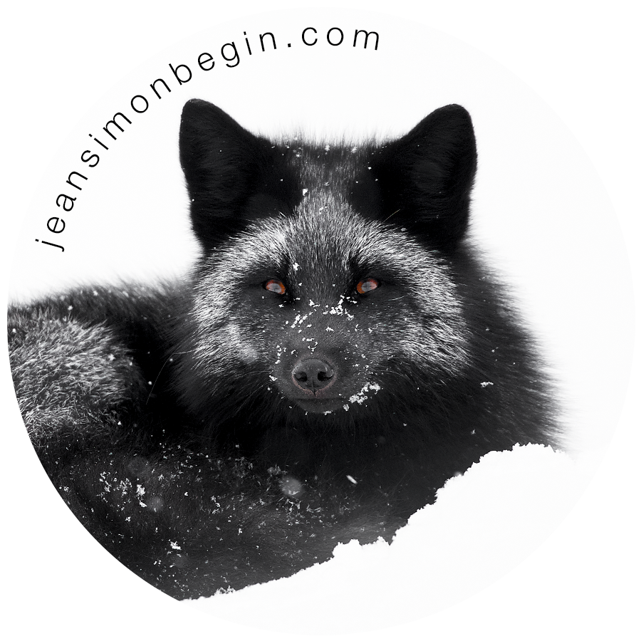 Autocollant - Renard argenté