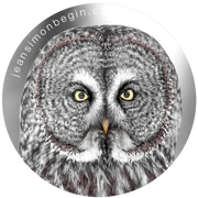 Autocollant - Chouette lapone