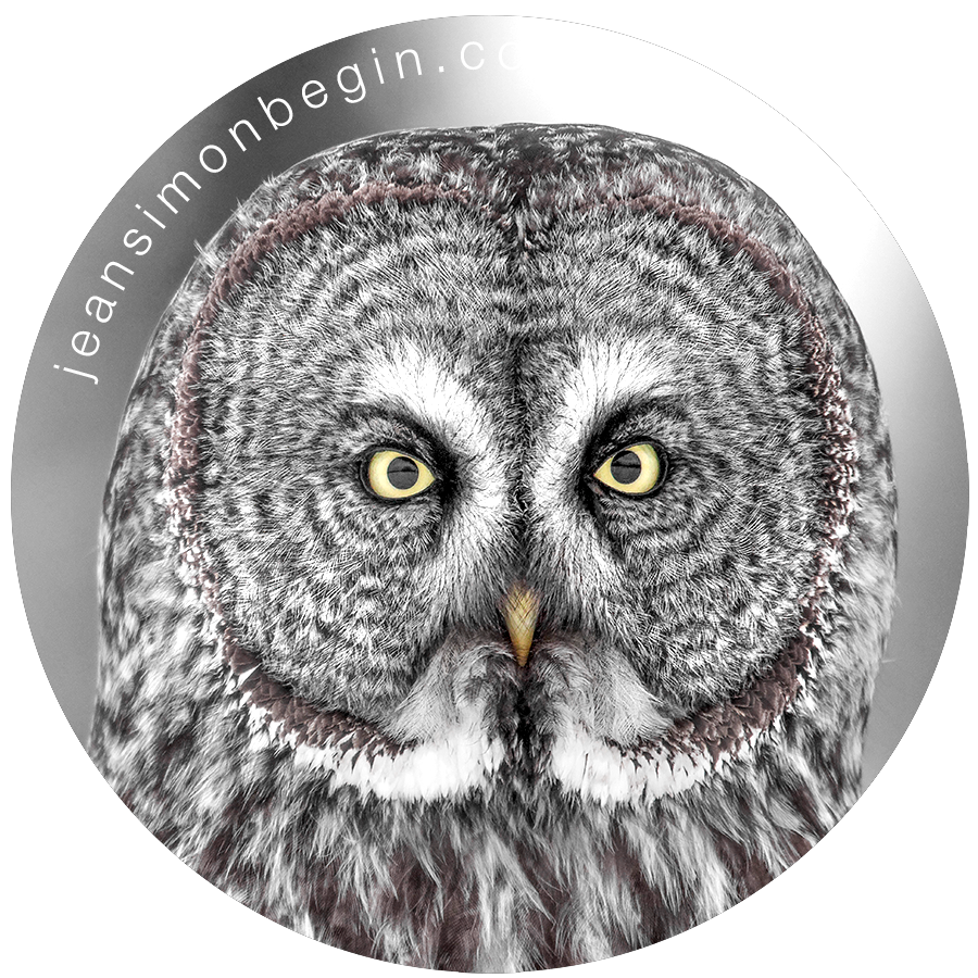 Autocollant - Chouette lapone