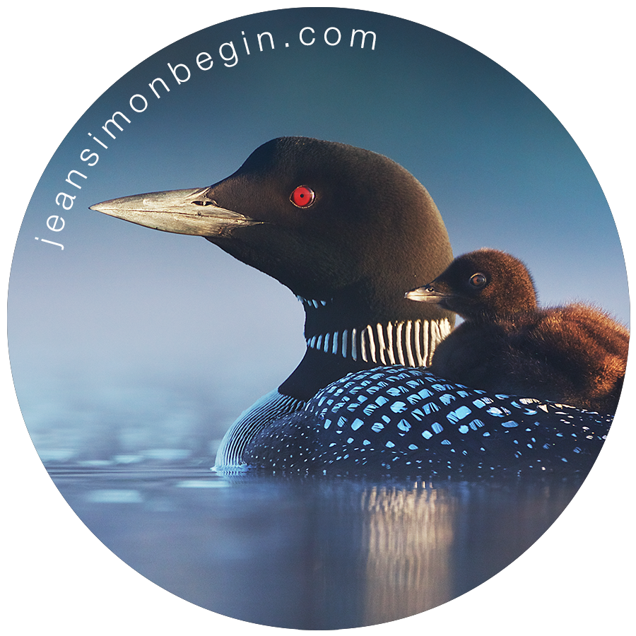 Autocollant - Plongeon huard