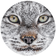 Autocollant - Lynx I