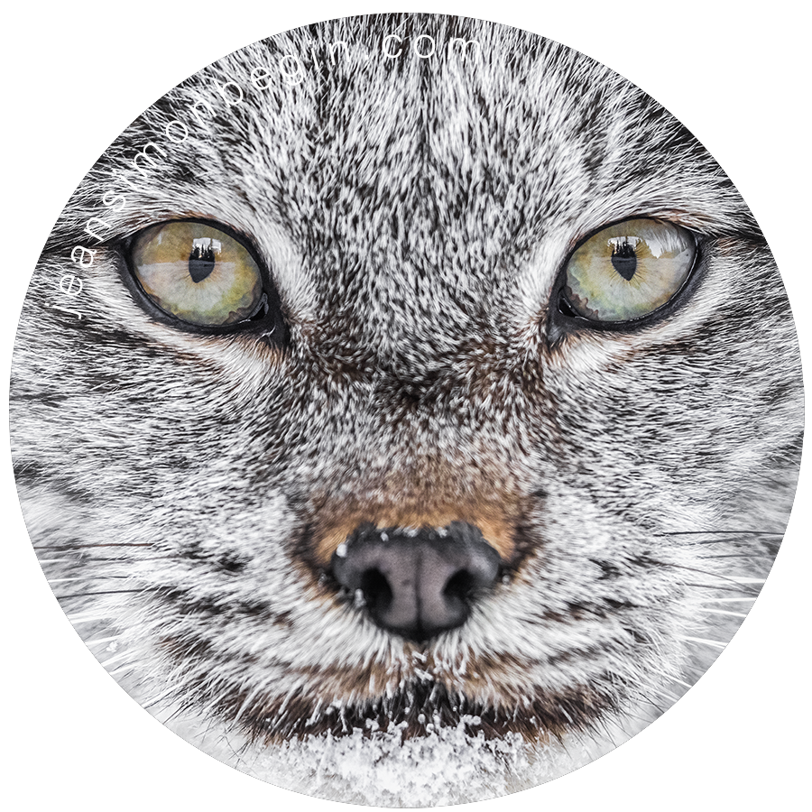 Autocollant - Lynx I