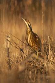 Butor d'Amérique 007