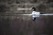 Canards 006