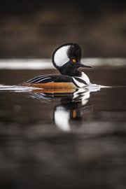 Canards 008