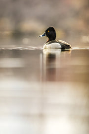 Canards 011