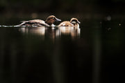 Canards 022