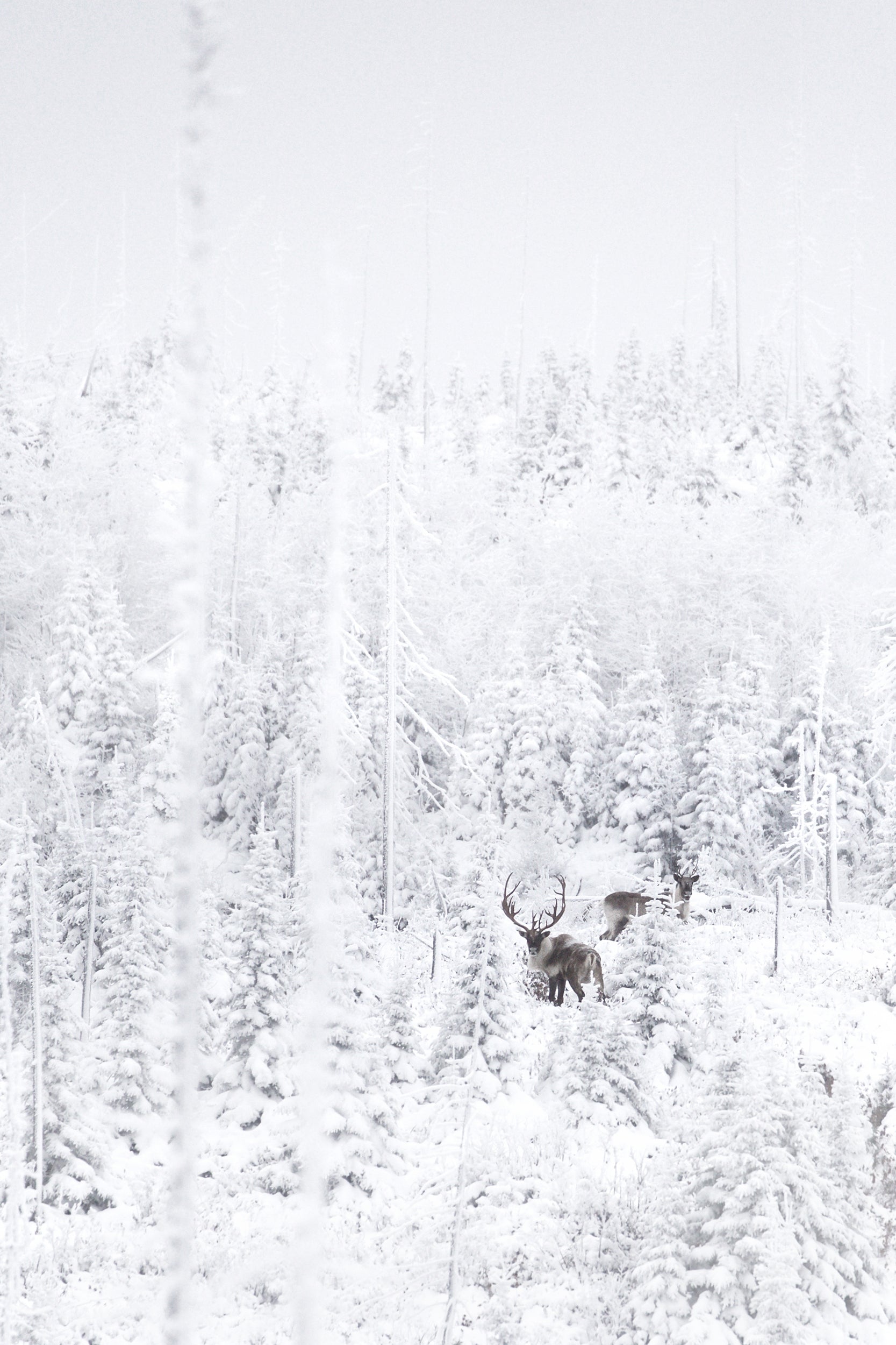 Caribou forestier 003